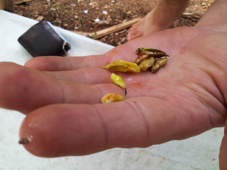 a hand full of edible insects