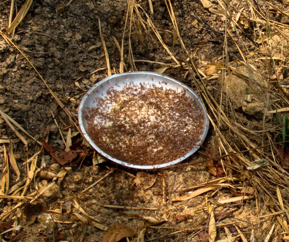 ant eggs on a silver plate