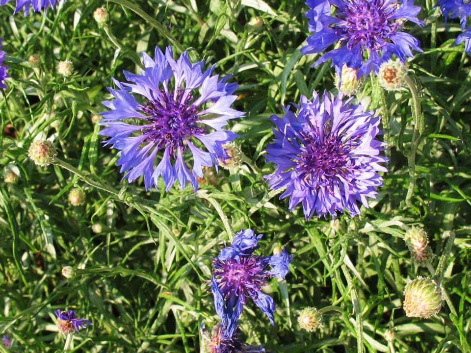 a group of purple flowers