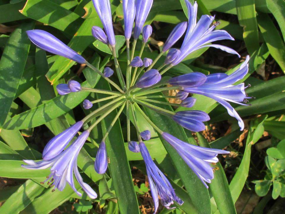 a close up of purple flowers