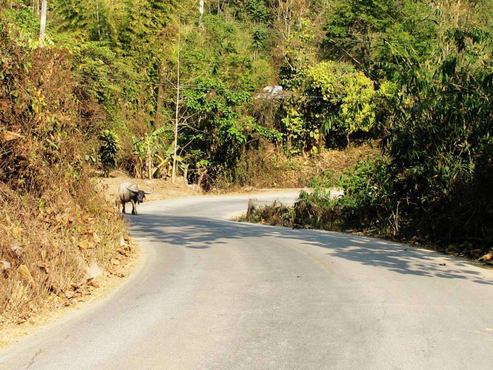 a buffalo on a road