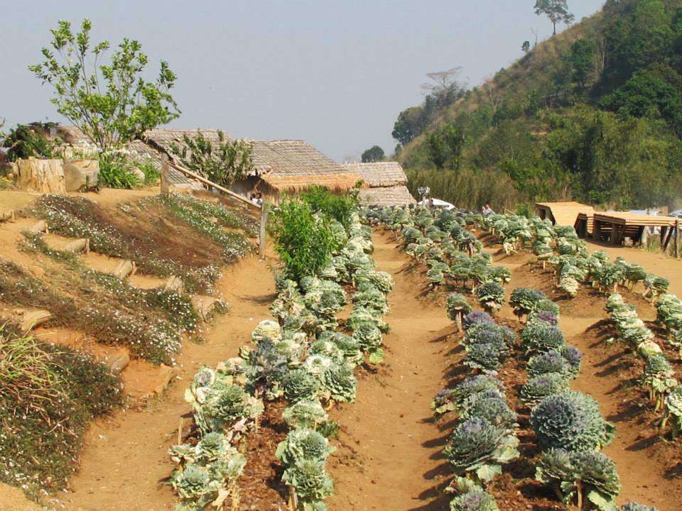 cabbages growing in a mountain