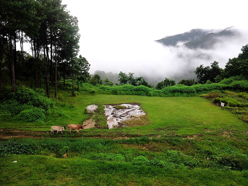 a green field with cows and a misty view