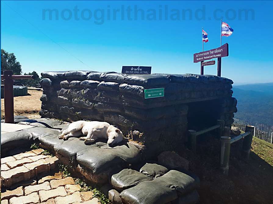 Sleeping dog Doi Chang Mub