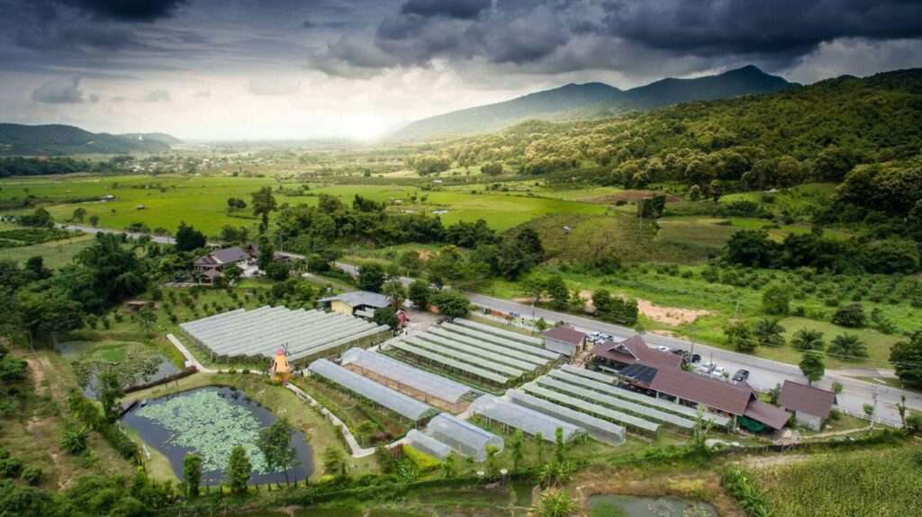 Farmyard vineyard view in Thaton, Thailand. Hom Pan Din