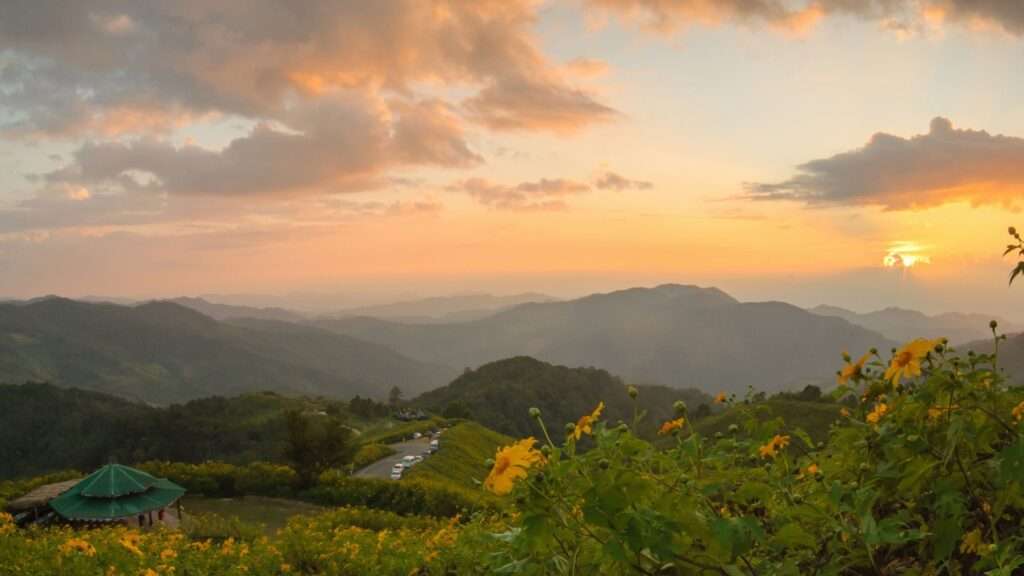 Sunflower fields in Bua Tong Doi Mae UKho, Khun Yuam. Thailand