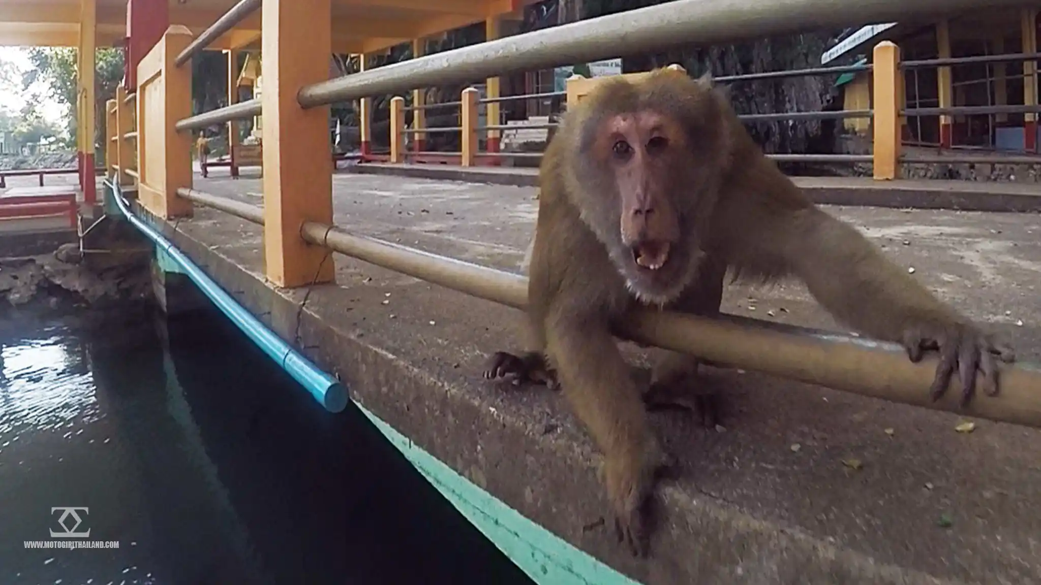Tham Pla Monkey Temple Cave Chiang Rai