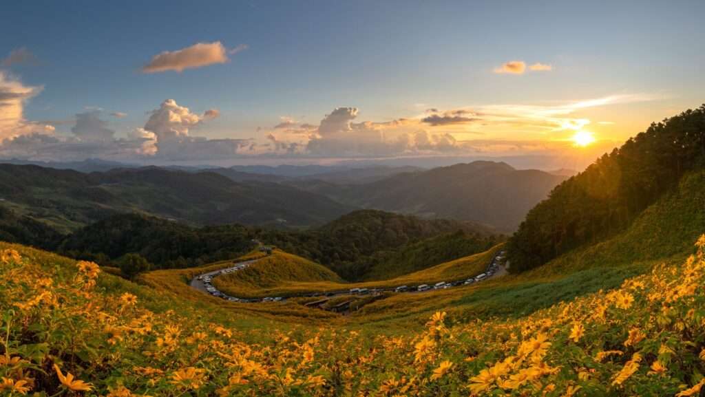 Bua Tong Fields at Doi Mae U Kho