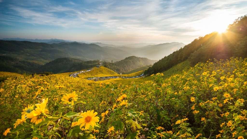 sunrise at Doi Mae U Kho Mexican sunflower fields Khun Yuam