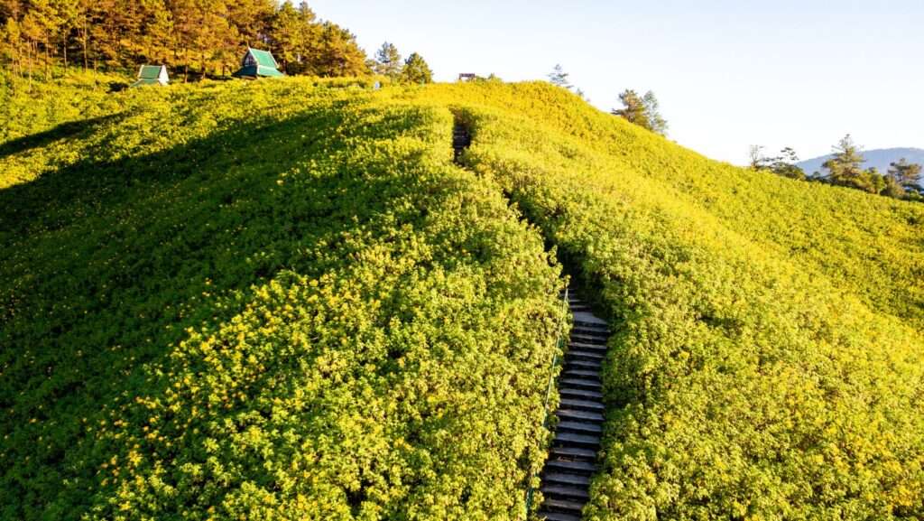 The Walk up to Bua Tong Fields in Khun Yuam