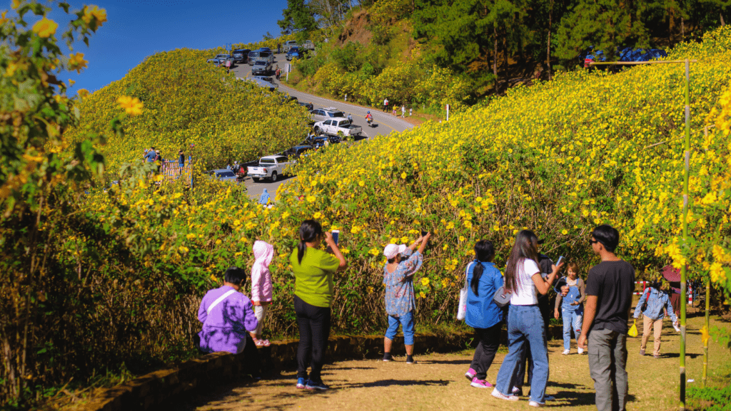 people walking around Doi Mae U Kho sunflowers khun yuam