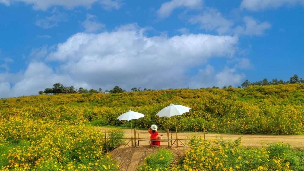 Lady at Bua Tong Sunflower Fields in Khun Yuam Doi Mae U Kho