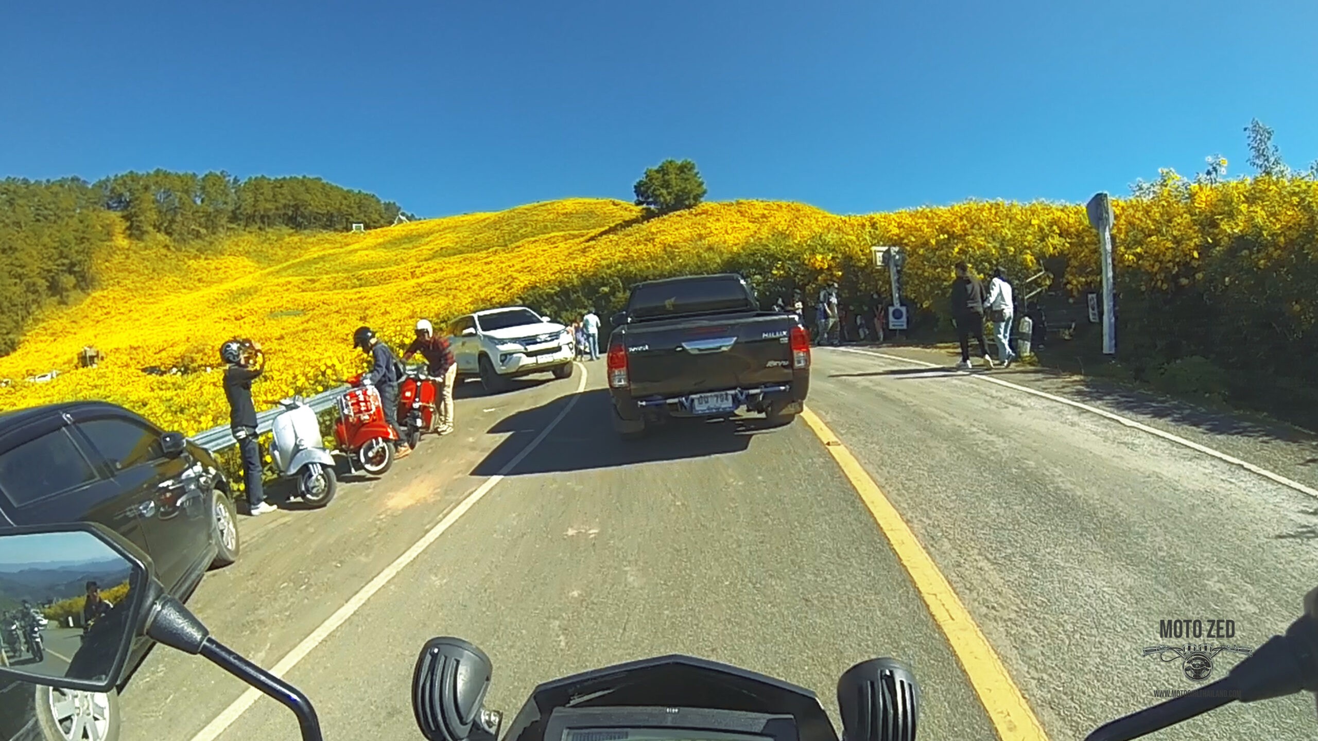 cars and motorcycles driving through a road surrounded by yellow Mexican Sunflowers