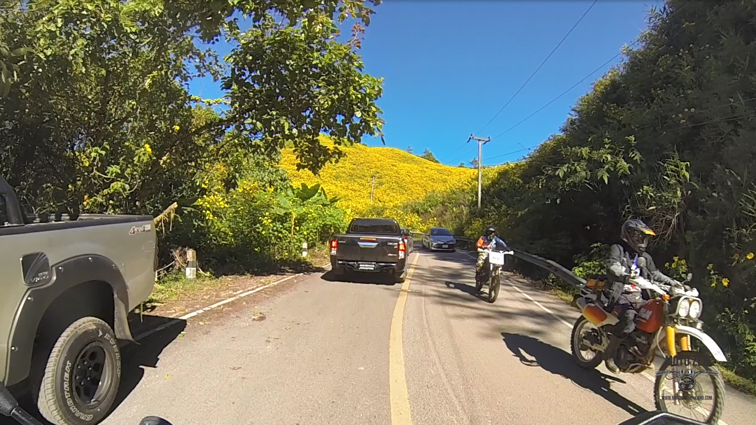 cars and motorcycles driving through a road surrounded by yellow Mexican Sunflowers