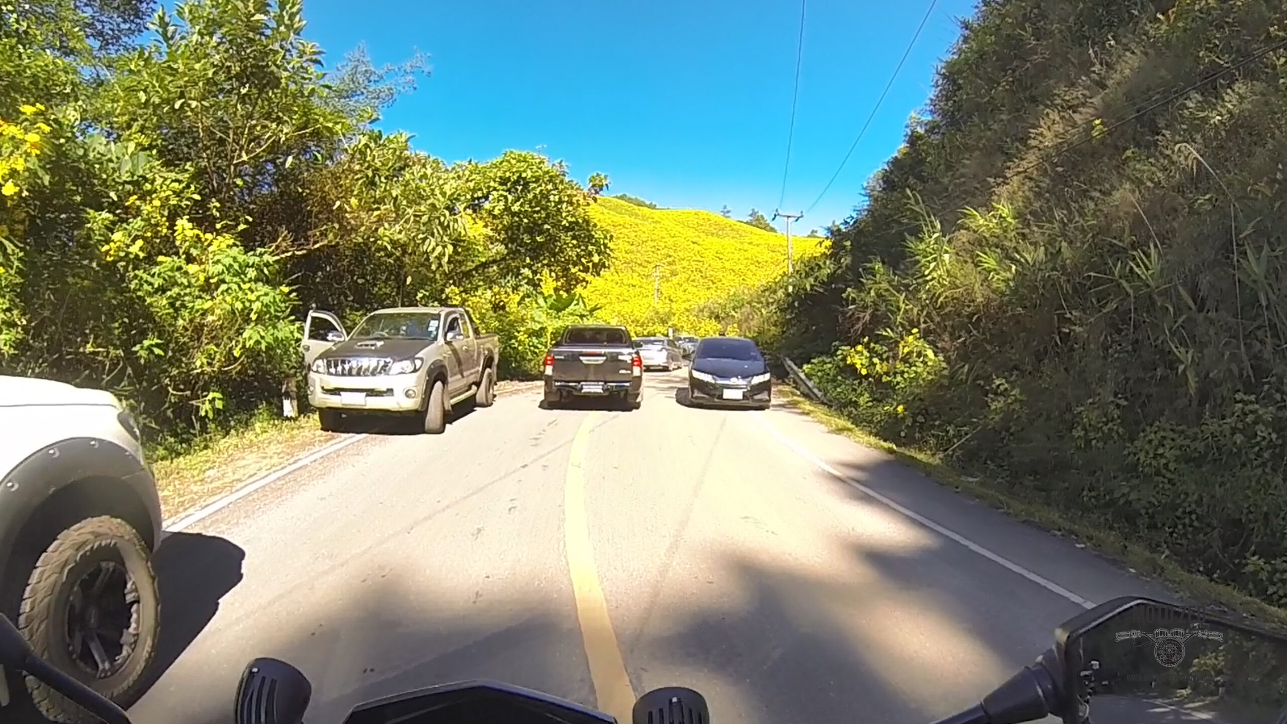 cars driving through a road surrounded by yellow Mexican Sunflowers