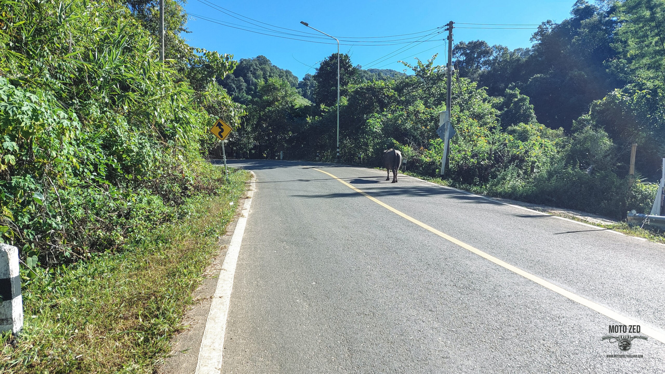 runaway cow on a road