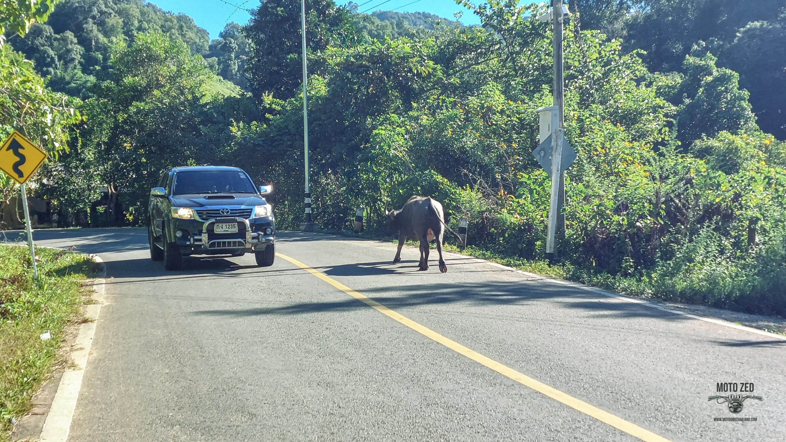 runaway cow on a road with a car