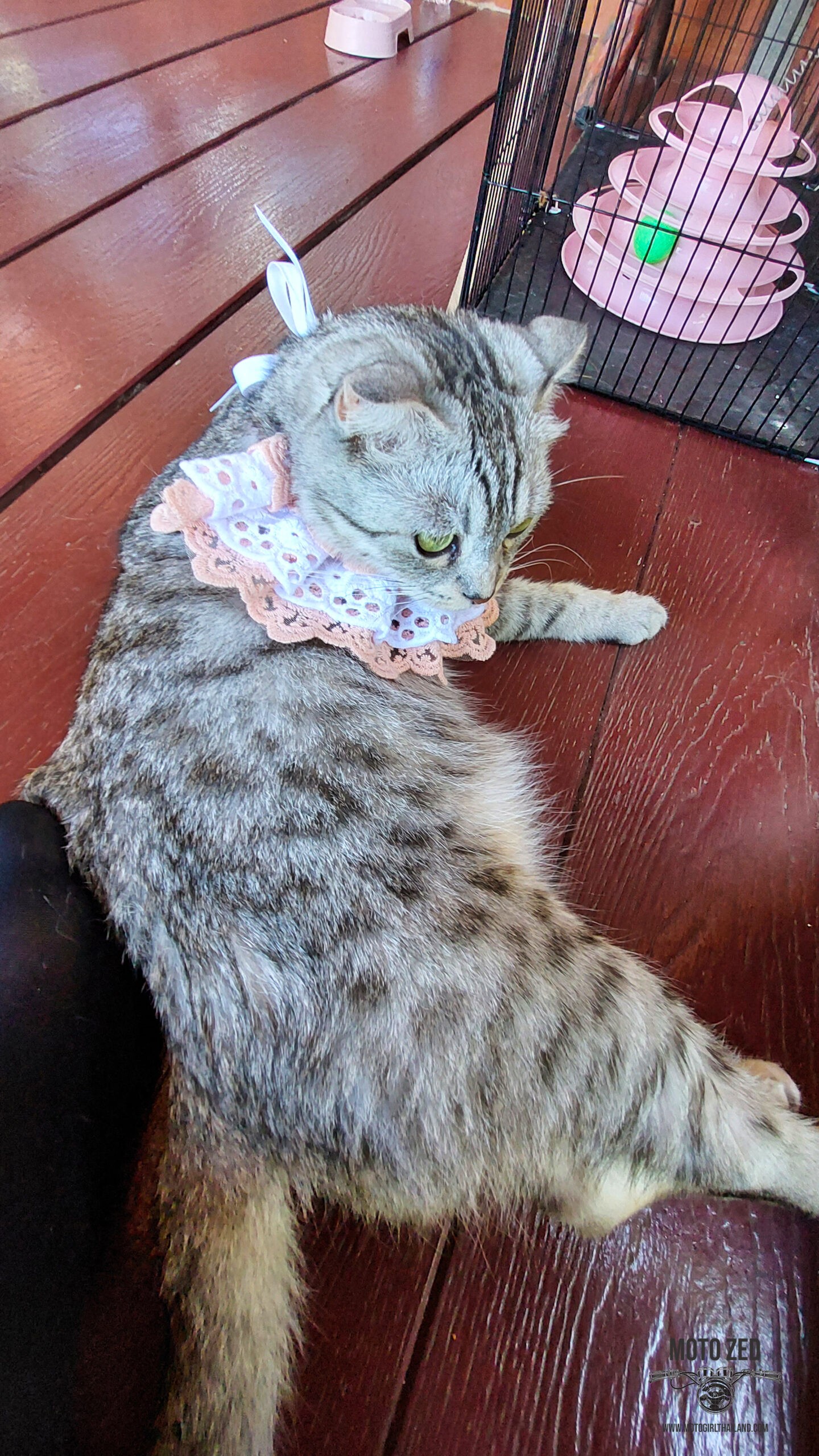 Cute Scottish Fold cat wearing a ruffled collar, lying down on a wooden deck area