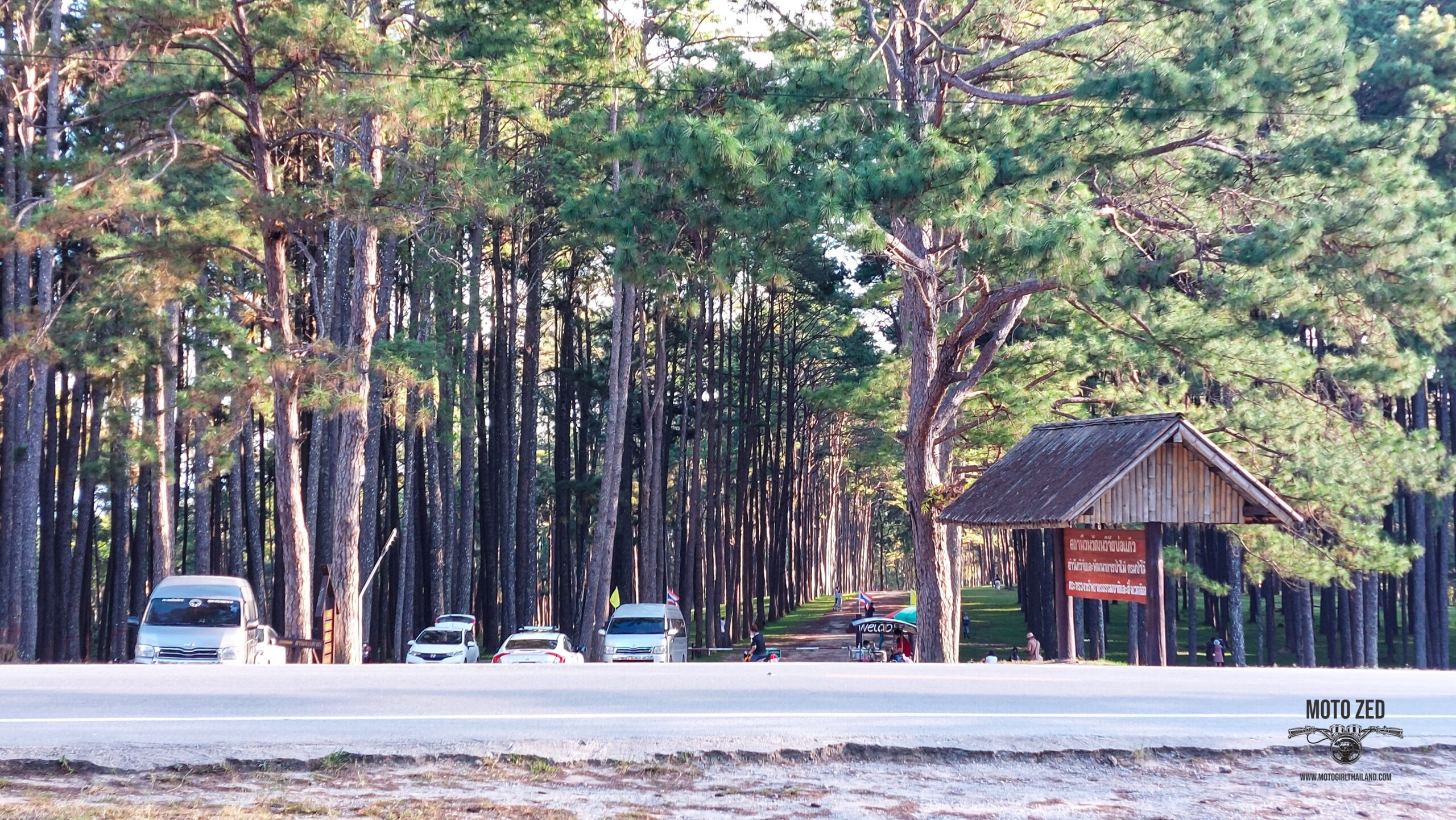 tall pine trees with cars underneath and a road.