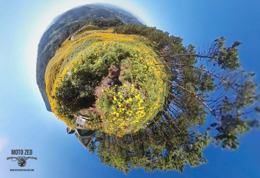 360 image showing a lady walking through sunflowers. Sunflowers Doi Mae U'Kho