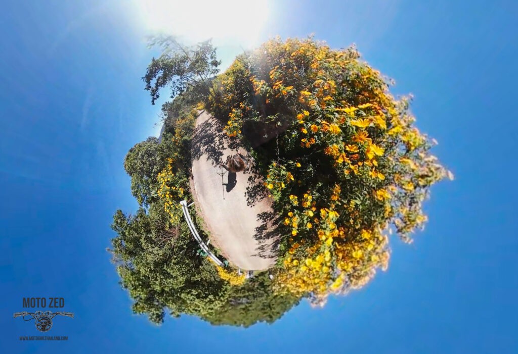 360 image showing a lady walking through sunflowers. Sunflowers Doi Mae U'Kho