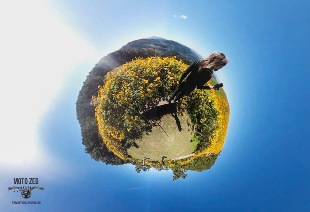 lady standing in a 360 view of sunflowers