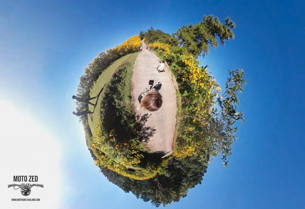 360 image showing a lady walking through sunflowers. Sunflowers Doi Mae U'Kho