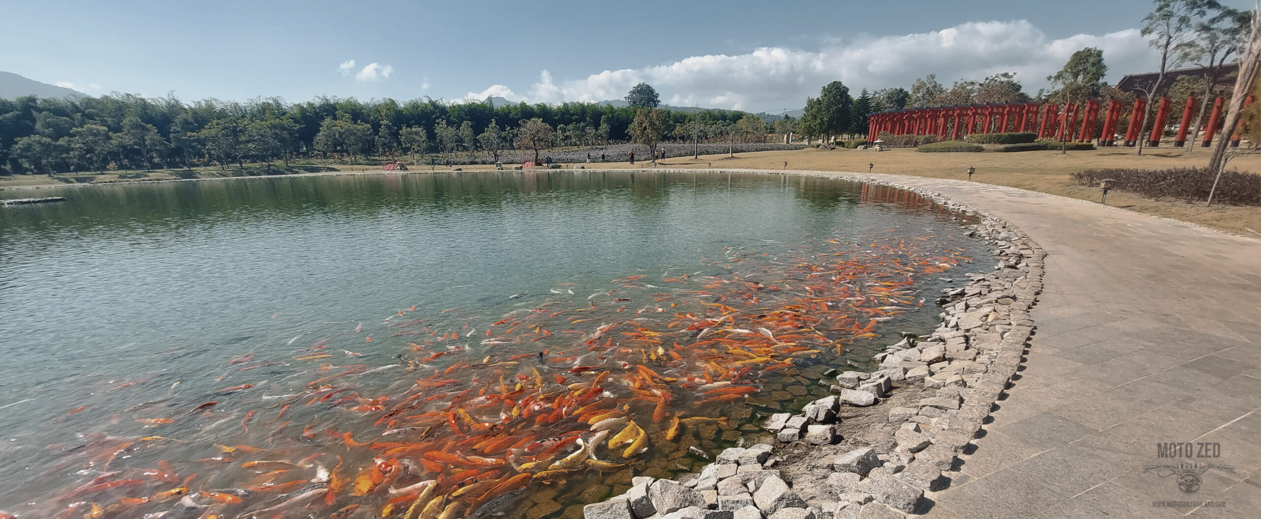 karp at hinoki land