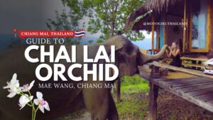Chai Lai Orchid Elephants