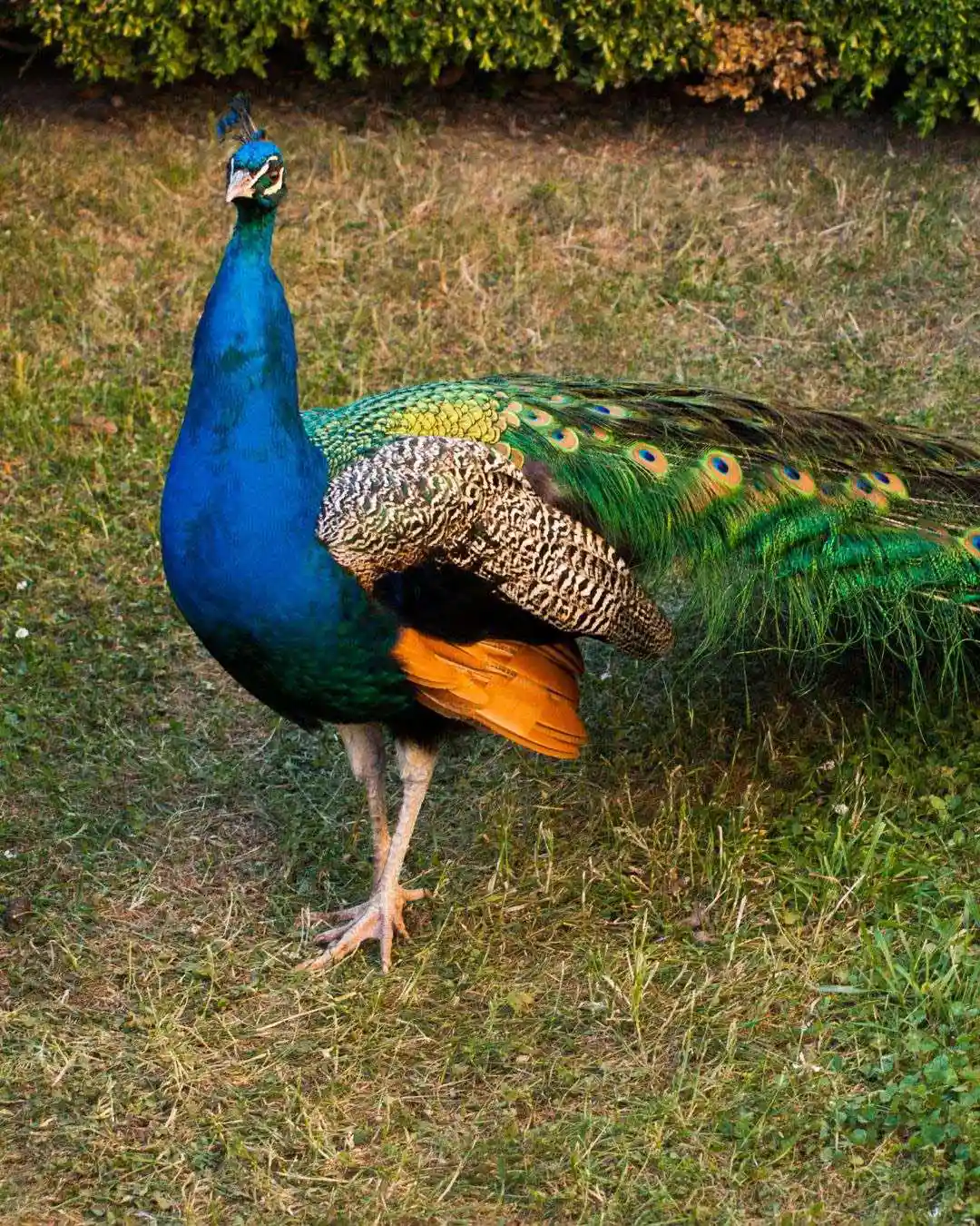 Hmong Hilltribe Chiang Mai