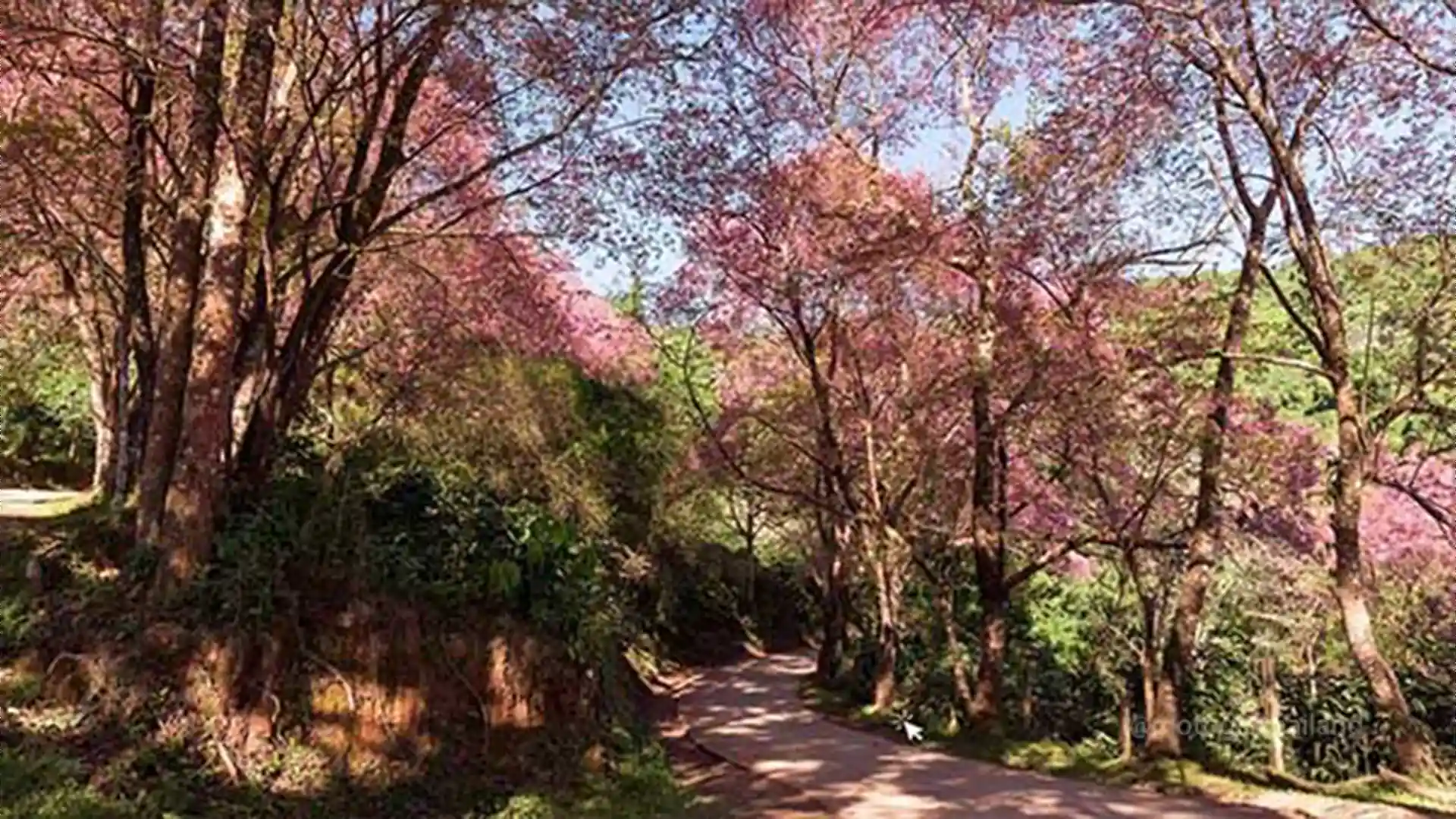 Temple in a forest with a river