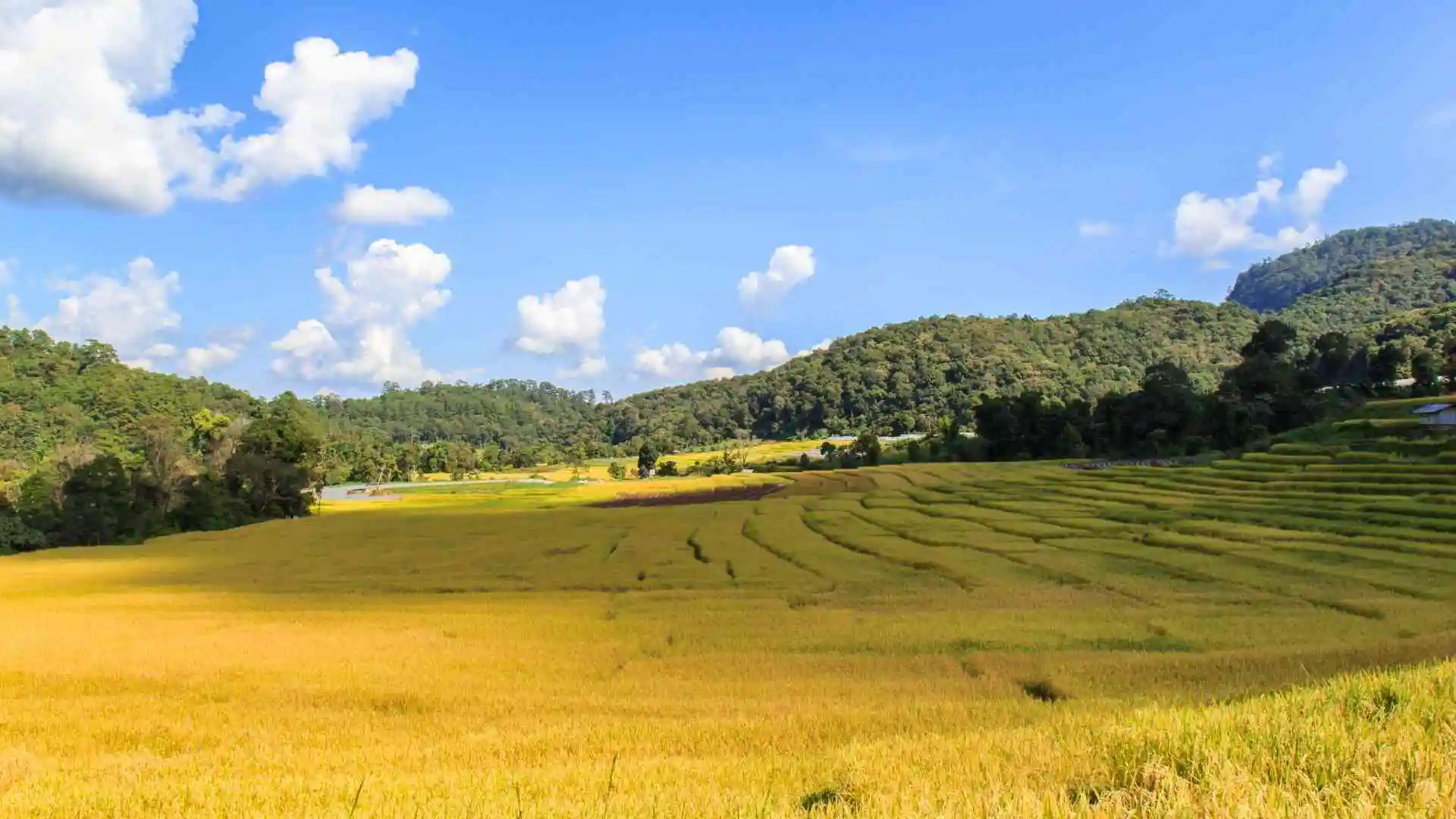 Yellow rice fields and a blue sky