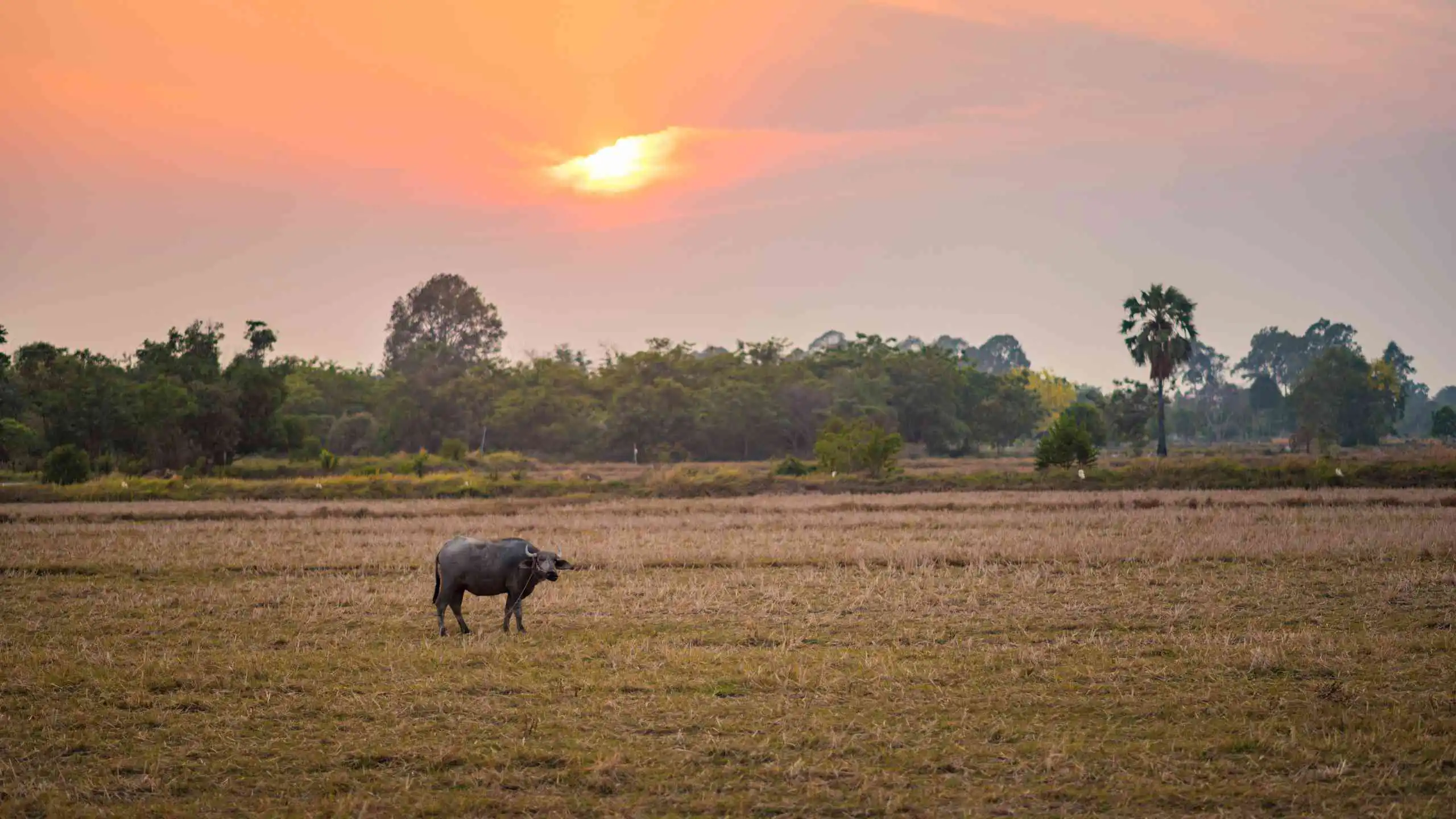 Hmong Hilltribe Chiang Mai