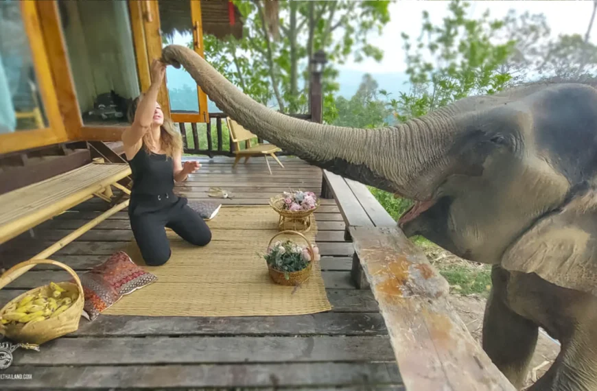 Chai Lai Orchid, Chiang Mai Thailand