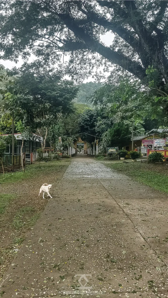 Chiang Dao Cave Covid 19