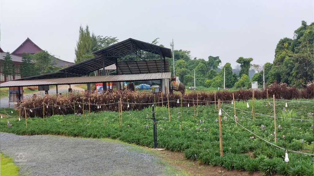 Hinoki Land