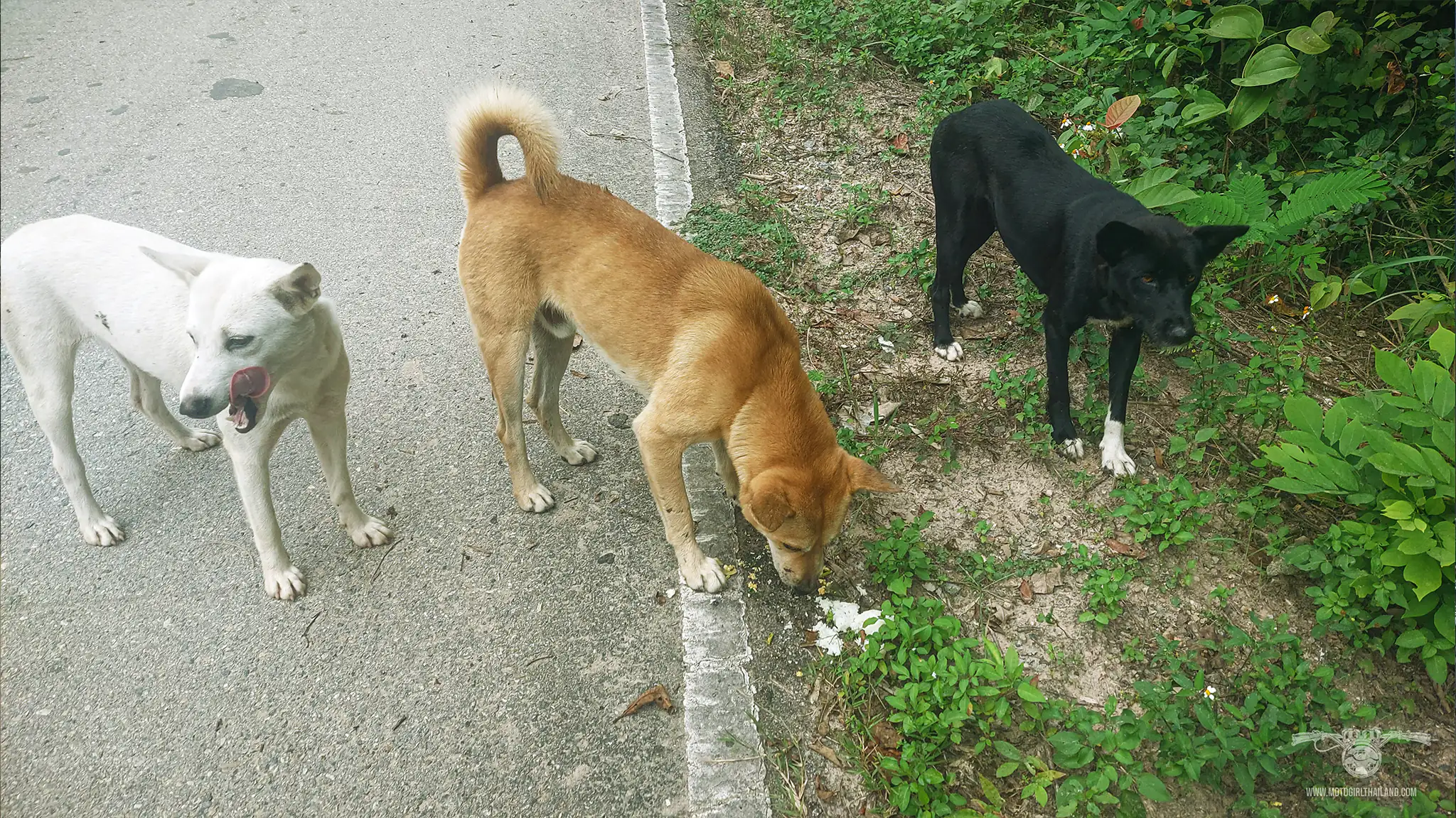 dogs Mae Kuang Dam