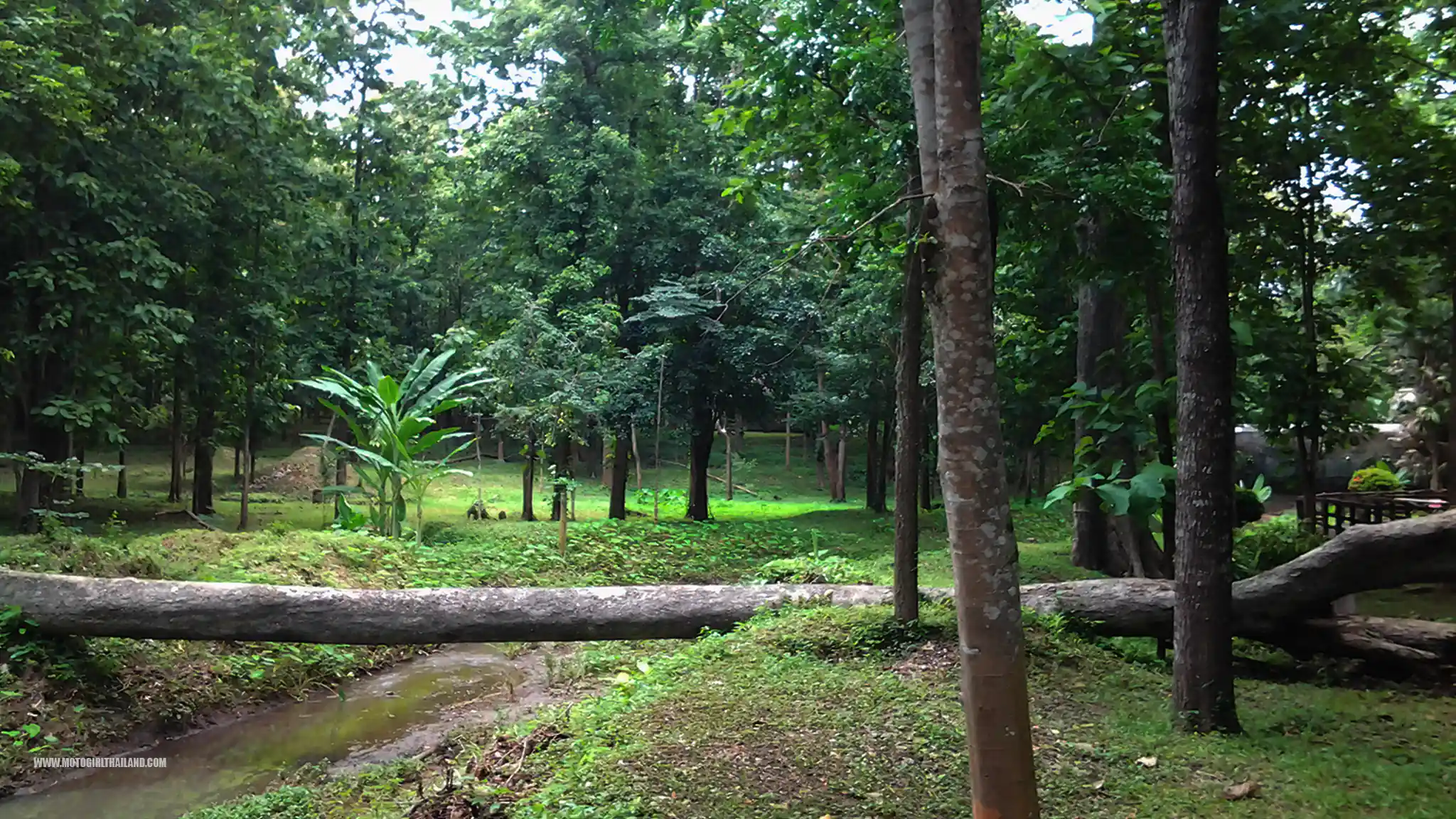 Ton Sak National Park Big Tree