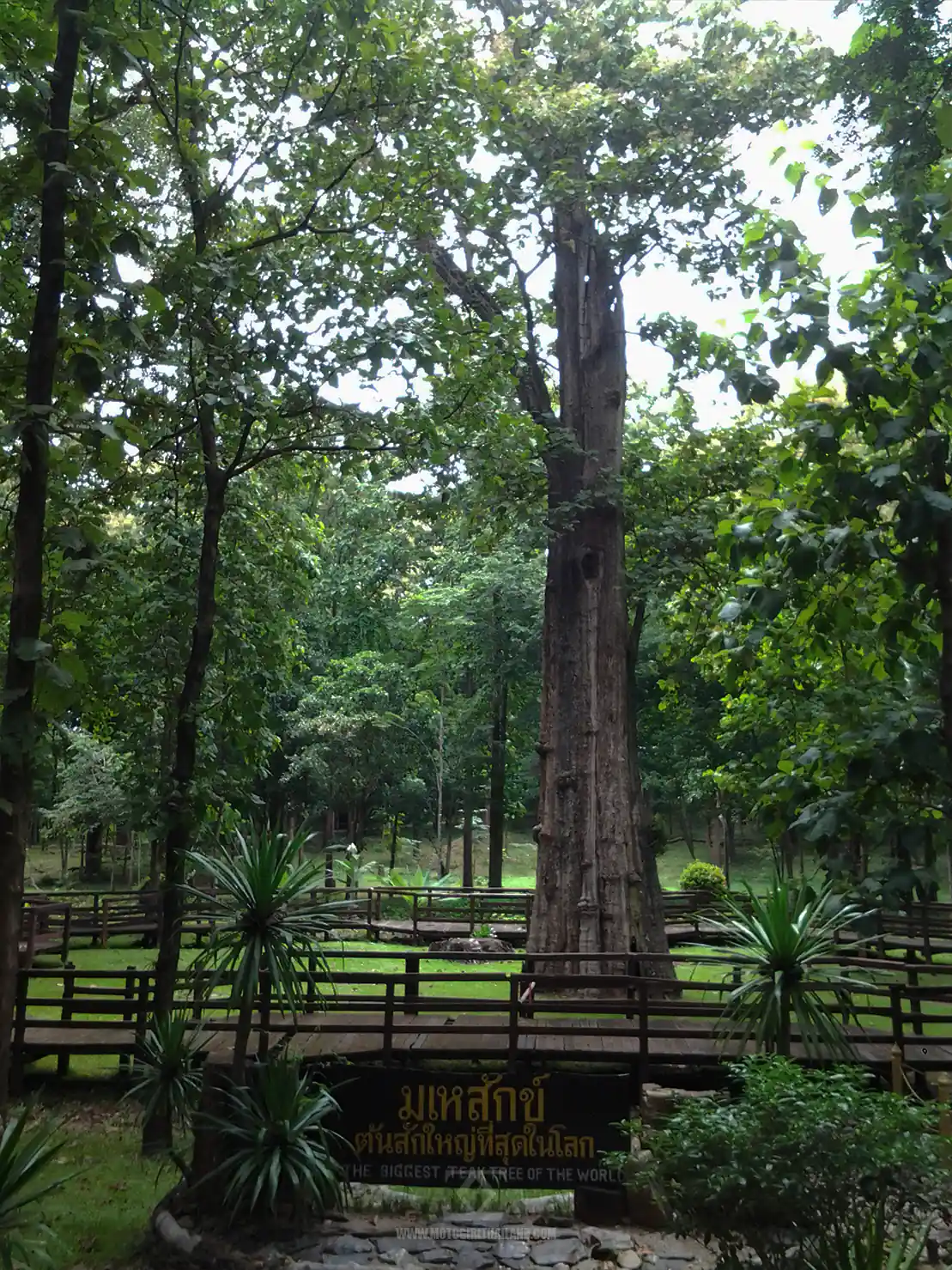 Ton Sak National Park Big Tree