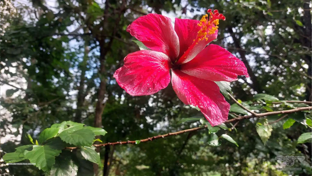 Big Buddha Flower