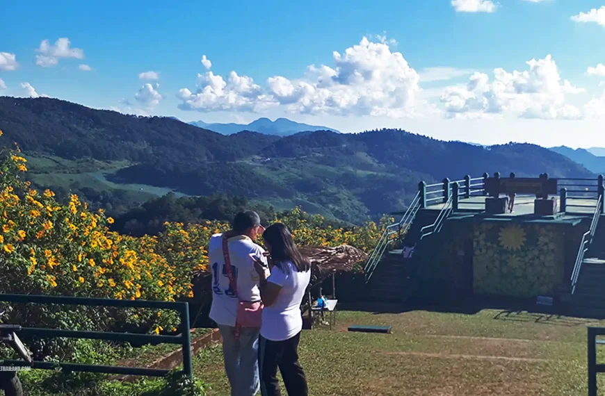 Bua Tong Doi Mae U Kho Sunflowers