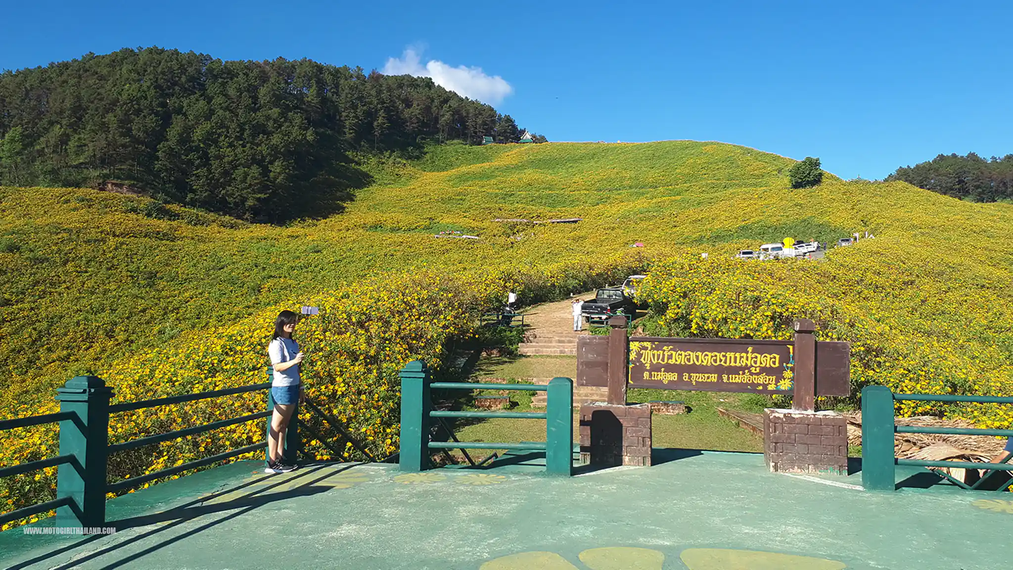 Bua Tong Doi Mae U Kho Sunflowers