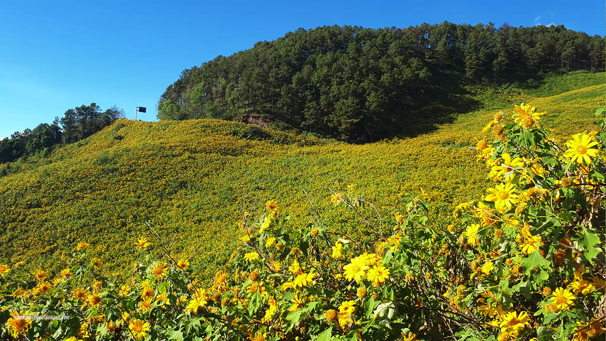 Bua Tong Doi Mae U Kho Sunflowers