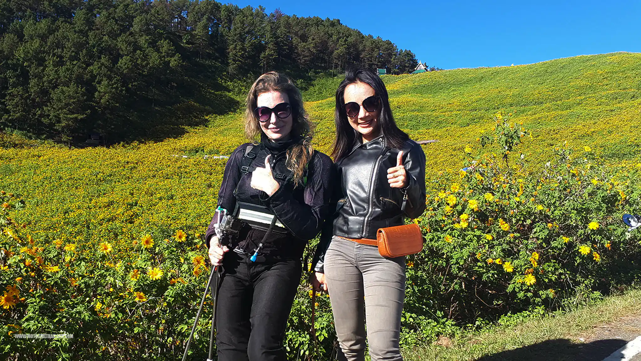 Bua Tong Doi Mae U Kho Sunflowers