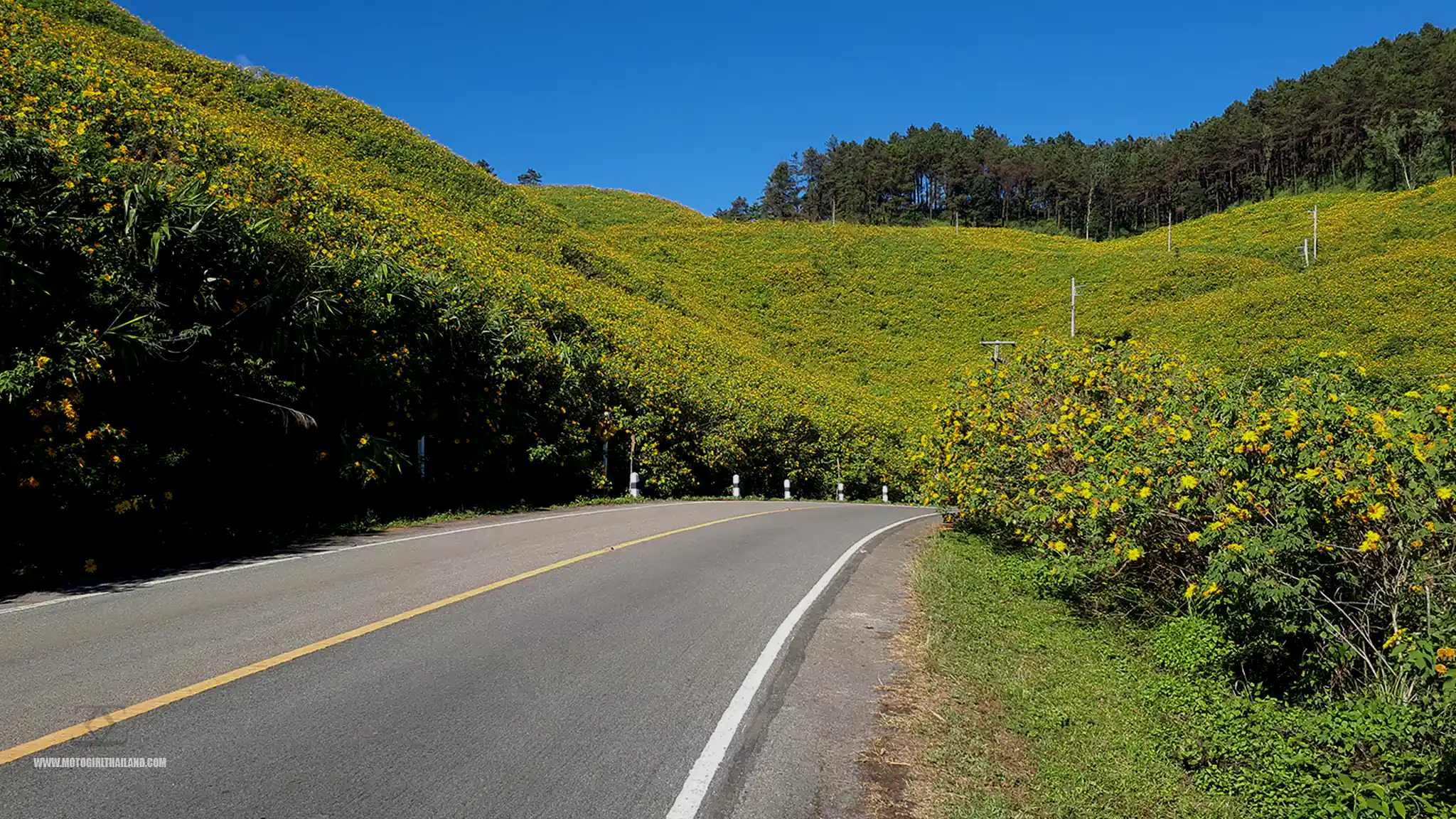 Bua Tong Doi Mae U Kho Sunflowers