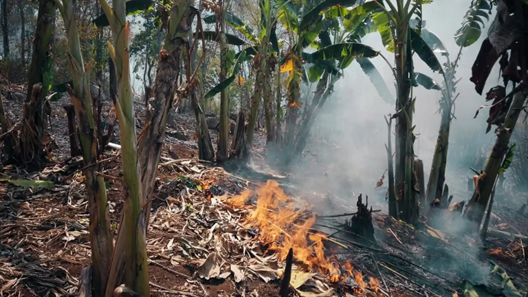 Burning Season