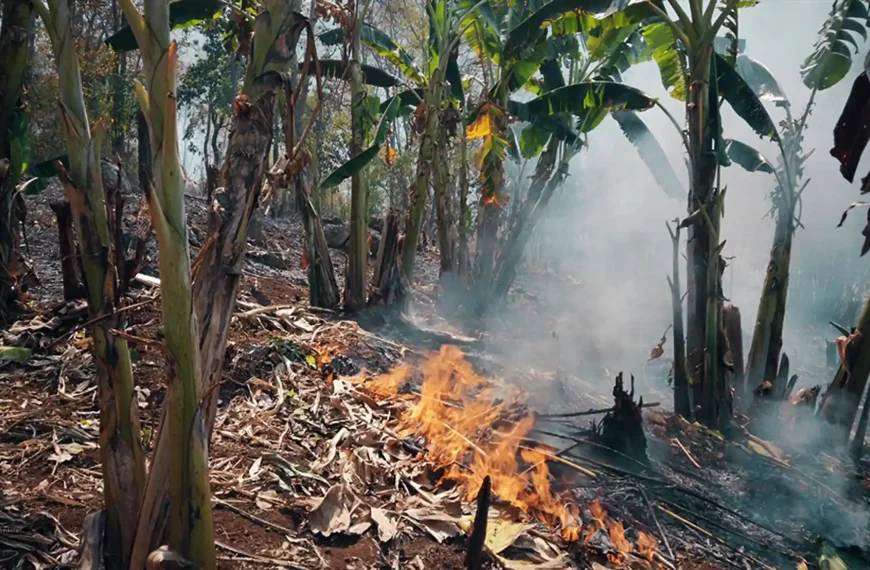 Burning Season