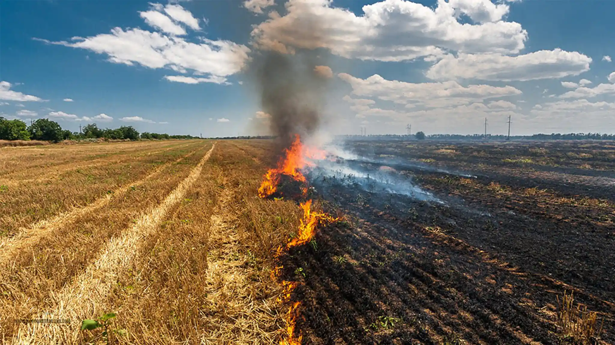 Burning Season