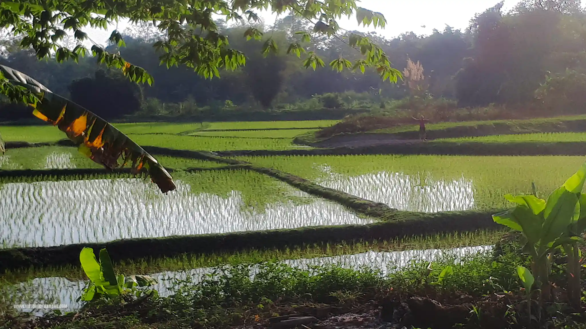 Chiang Rai Rice Paddy Accommodation Guesthouse
