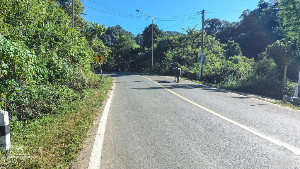 Cow on Road